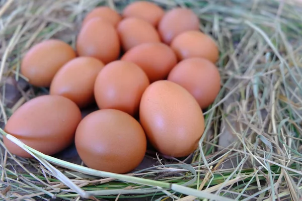 Kyckling Ägg Boet Halm Gamla Trä Bakgrund — Stockfoto