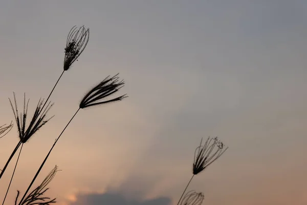Beautiful silhouette of grass flower on sunset at twilight time background