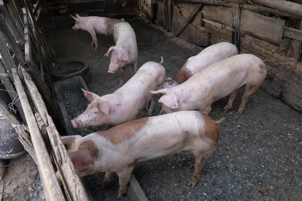Gruppe Junger Schweine Lokalem Bauernhof Thailand — Stockfoto