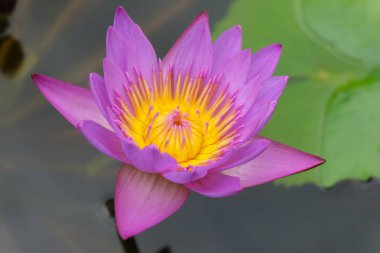 su - güzel mor lotus yakın çekim.
