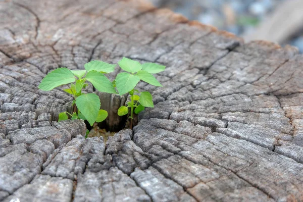 死んだ木の幹 切り株 若い植物の成長する断端 コピー スペースに緑の植物に成長して緑の植物 — ストック写真