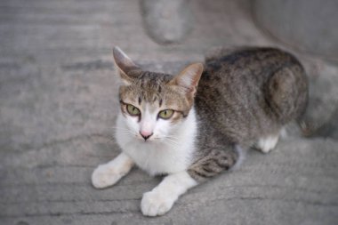 Gri beton Tay kedi