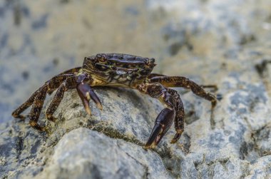 sahilde kayalarda yengeç