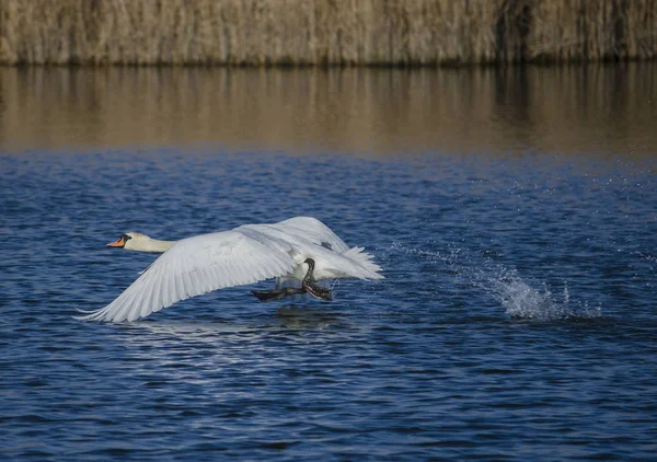 Cisne Blanco Despegando Del Lago — Foto de Stock