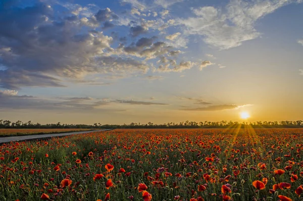 Campo Papoilas Vermelhas Pôr Sol — Fotografia de Stock