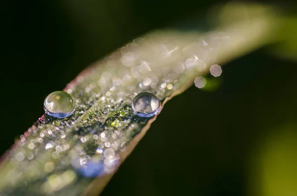 Water Drops Green Leaf — Stock Photo, Image