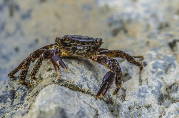 краб на скалах на пляже
