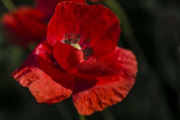 Daggdroppar Röd Vallmo Blomma — Stockfoto