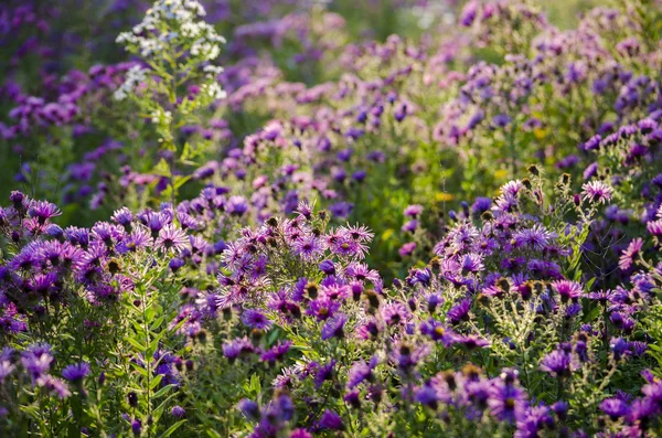 Campo Flores Roxas — Fotografia de Stock