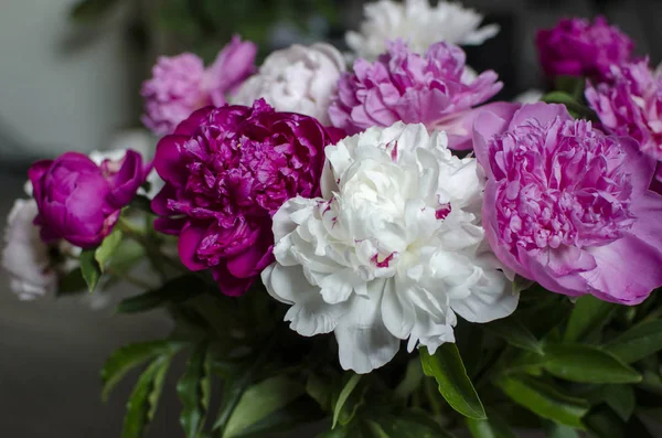 Bouquet Pink Peonies — Stock Photo, Image