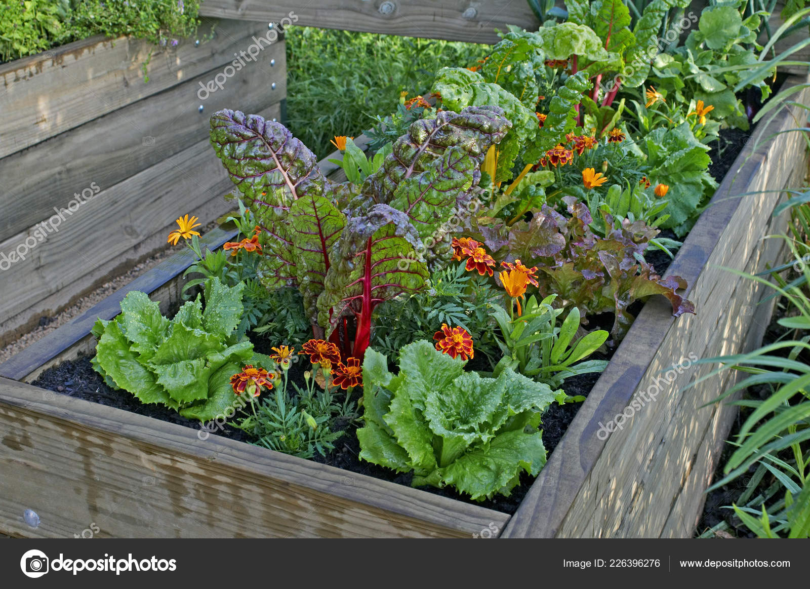 Raised Bed Vegetables Flowers Urban Garden Stock Photo