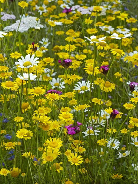 Plantation Prairies Fleurs Colorées Dans Une Zone Publique Urbaine Récréative — Photo