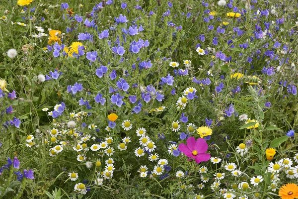 Gros Plan Une Prairie Colorée Fleurs Mixtes Dans Gaden Pays — Photo