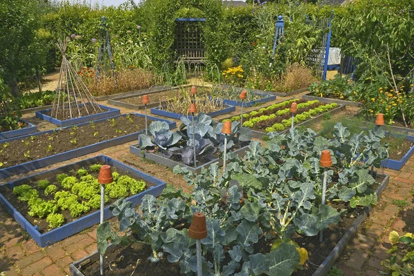 WELL LAID OUT VEGETABLE GARDEN IN A PRIVATE GARDEN. AUGUST 2018. OAKHAM, RUTLAND, ENGLAND. Small planted enclosed vegetable gardens with raised beds