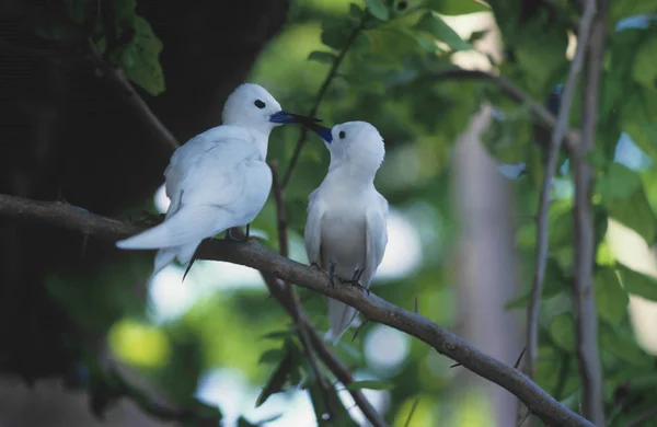 Love Birds Bird Island Island View Seychelles Island East Africa — Stock Photo, Image