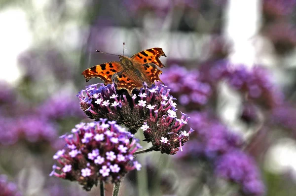 Mariposa Coma Jardín Casa Campo — Foto de Stock