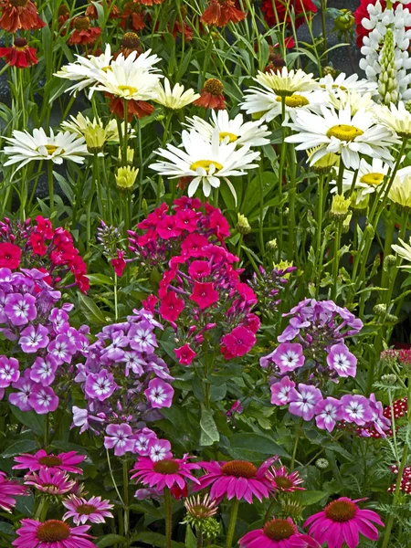 Close Colourful Flower Border Leucanthemum Phlox Echinacea Country Garden — Stock Photo, Image