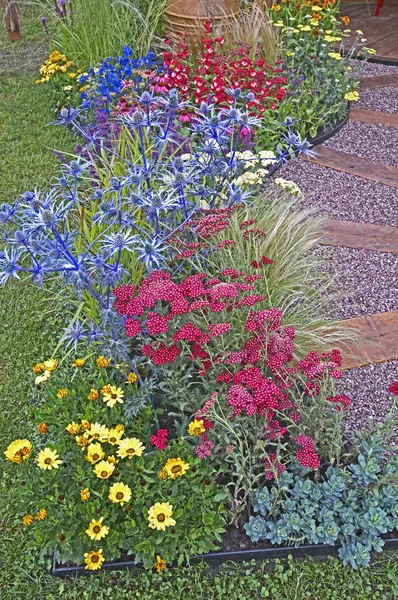 Színes Virág Határ Vegyes Ültetés Eryngium Oliverianum Achillea Red Velvet — Stock Fotó