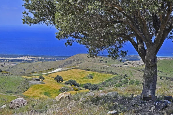 Denize Bakan Bir Yalnız Zeytin Ağacı Yüksek Akamas Paphos Kıbrıs — Stok fotoğraf