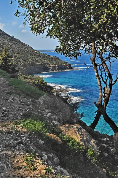 Hermosa Costa Arbolada Salvaje Escarpada Akamas Paphos Chipre — Foto de Stock