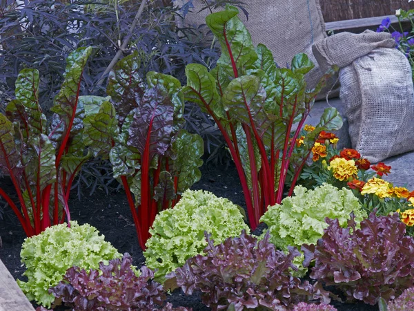 カラフルな野菜表示 市民農園 — ストック写真