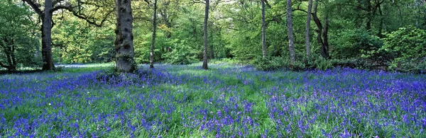 Lade Terre Boissante Avec Display Bluebells Westonbirt Arboretum Westernbirt Gloucestershire — Photo
