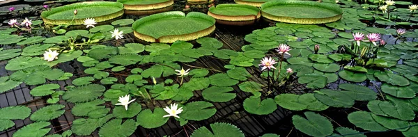 Uma Imagem Panorâmica Impressionante Nenúfares Com Plantas Flutuantes Gigantes Jardim — Fotografia de Stock