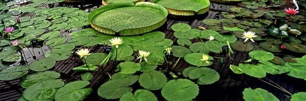 Una Impresionante Imagen Panorámica Nenúfares Con Plantas Flotantes Gigantes Jardín —  Fotos de Stock