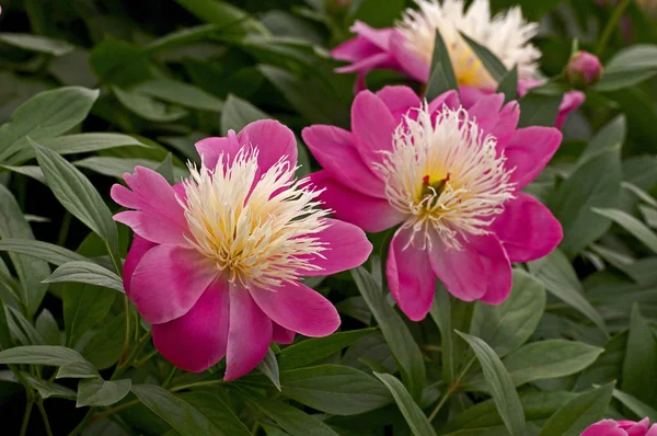 Ποώδη Peonies Μπολ Της Ομορφιάς Στο Λουλούδι — Φωτογραφία Αρχείου