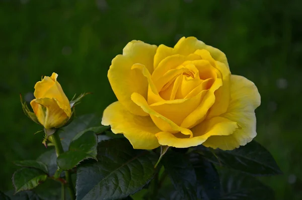 Zbliżenie Obraz Rosy Guy Gold — Zdjęcie stockowe