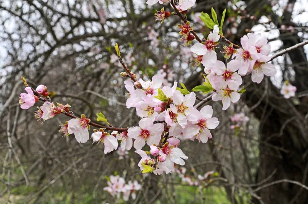 gardenguru