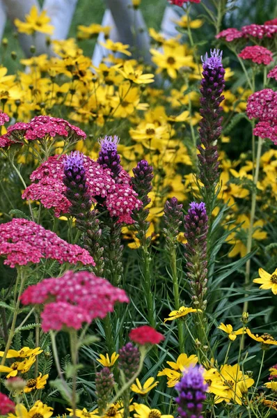 Detail Von Achillea Millefolium Liatris Und Coreopsis Einem Farbenfrohen Rand — Stockfoto