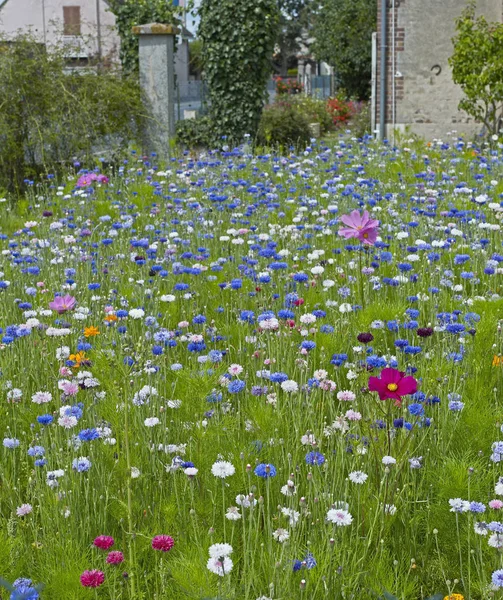 Centaurea Cyanus Cosmos Divoké Zahradě — Stock fotografie