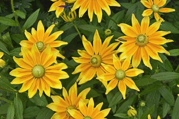 Rudbeckia Hirta Prairie Sun Uma Borda Flor — Fotografia de Stock