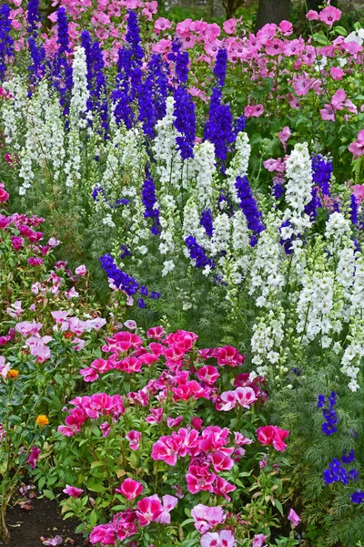 Färgglada Gränsen Med Delphinium Consolida Larkspur Växtstubbar Och Godetia Blommor — Stockfoto