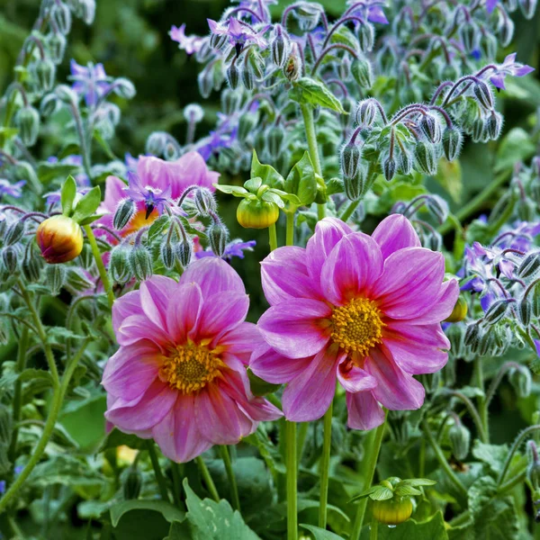 Borage and Pink Dahlias in a flower border of a cottage garden