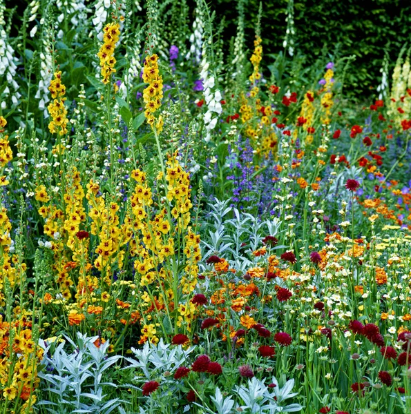 Close Mixed Flower Border Garden — Stock Photo, Image