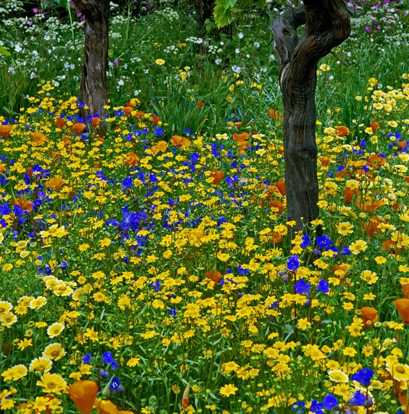 Farbenfrohe Einfassung Wiesengarten — Stockfoto