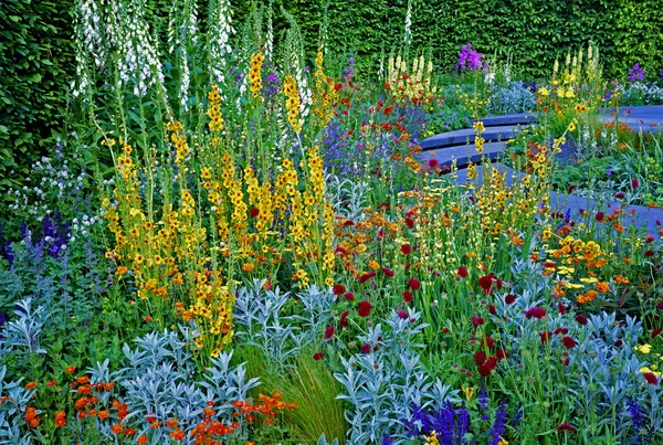 Combinaciones Flores Colores Jardín — Foto de Stock