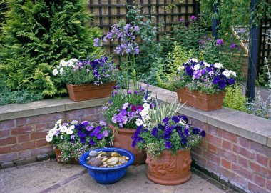 Planted Containers in Mauve and White flowers on a garden terrace clipart