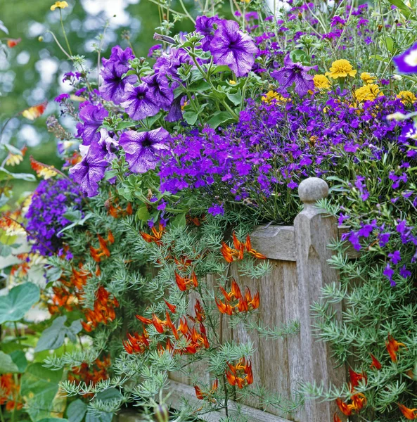 Planted Wooden Container Colourful Selection Flowers — Stock Photo, Image