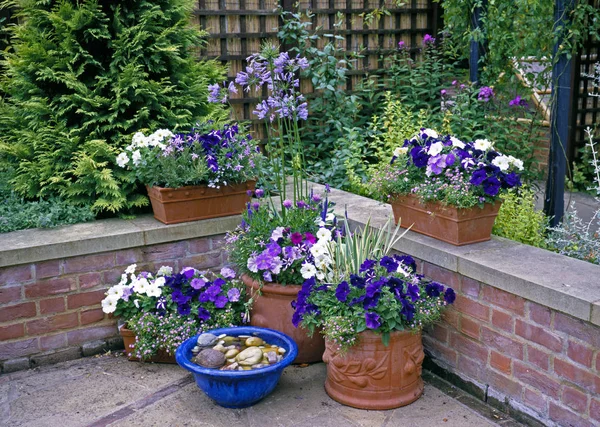 Recipienti Piantati Mauve Fiori Bianchi Una Terrazza Giardino — Foto Stock