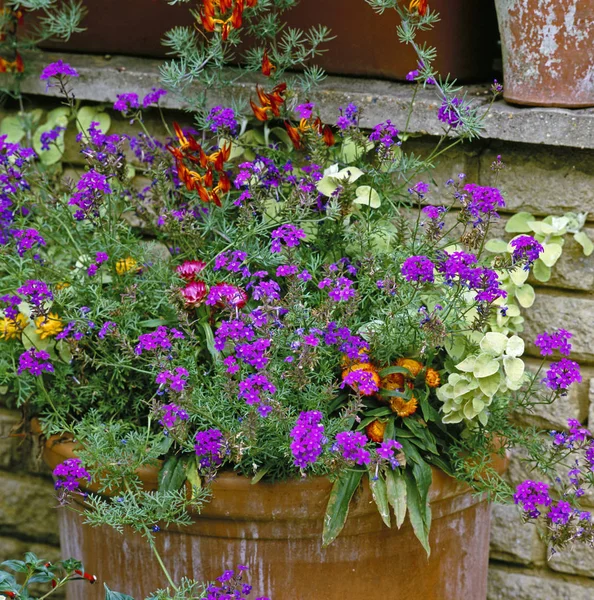 Planterade Terracotta Behållare Med Färgglada Blommor Trädgårdsterrass — Stockfoto