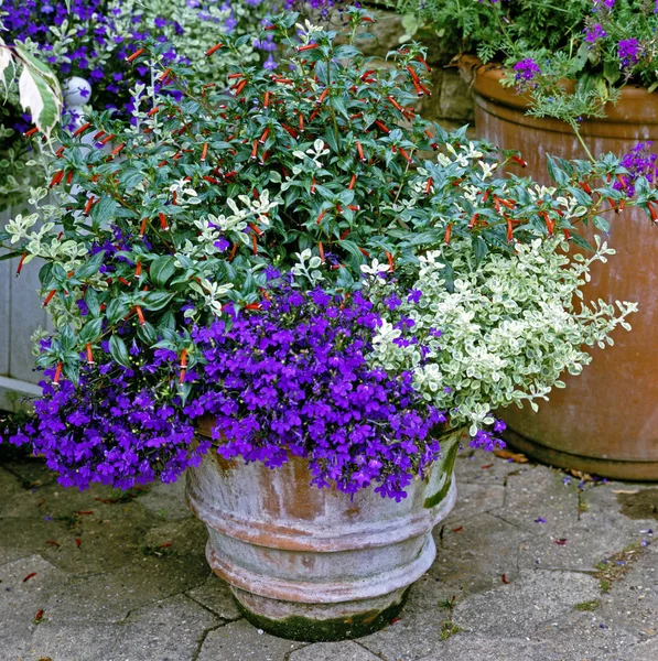Planted Antique Terracotta Pot Colourful Flowers — Stock Photo, Image