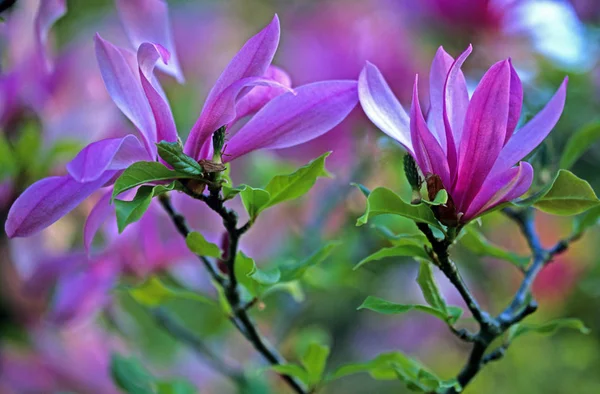 Magnolia Vos Kosar Pinkie Floração Grandes Bruyeres — Fotografia de Stock