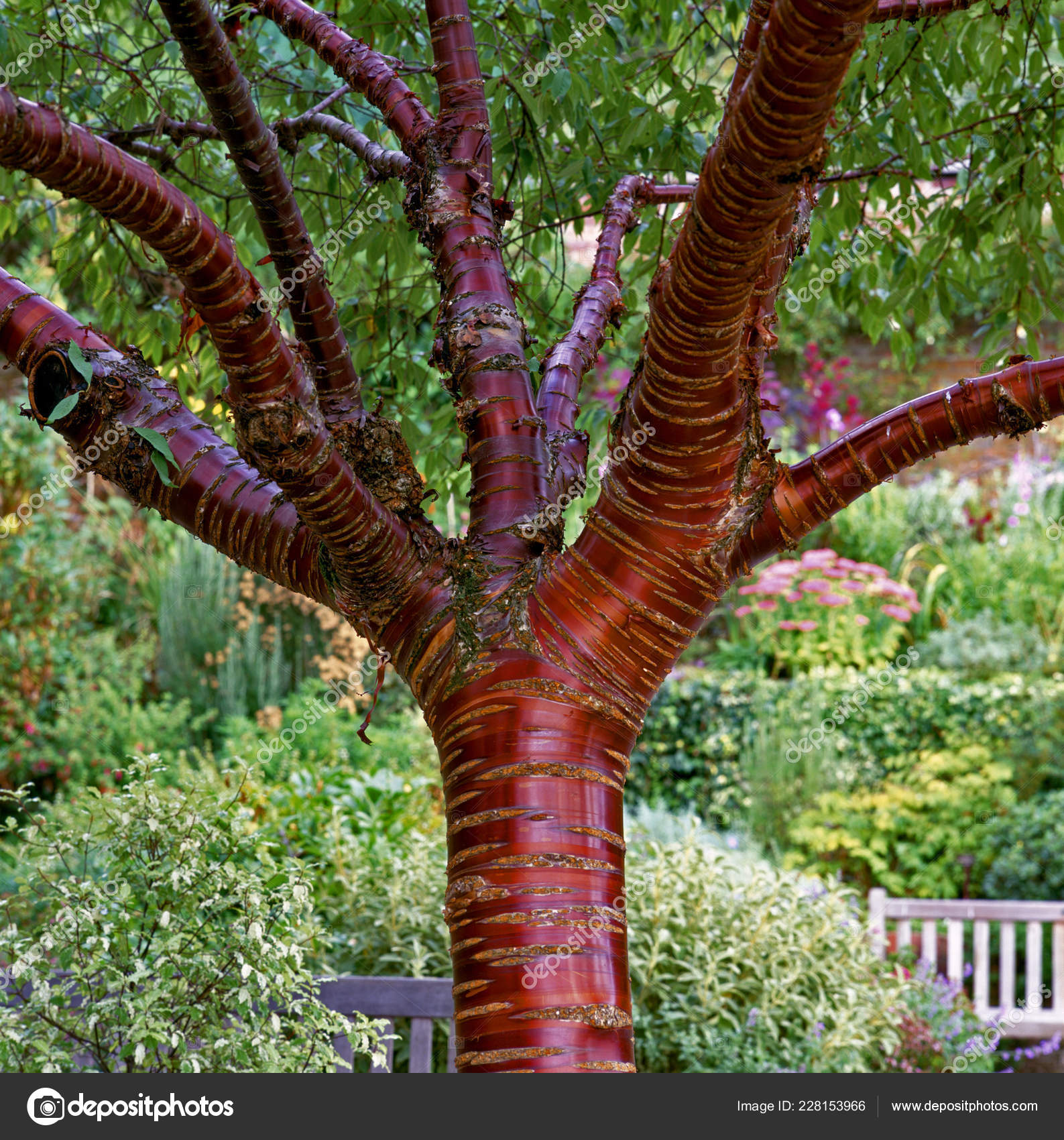 Close Unusual Bark Prunus Serrula Tibetan Cherry Stock Photo By C Gardenguru 228153966