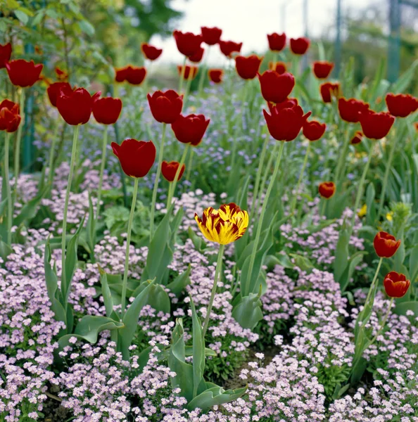 Frühling Garten Blume Grenze Mit Tulpen — Stockfoto