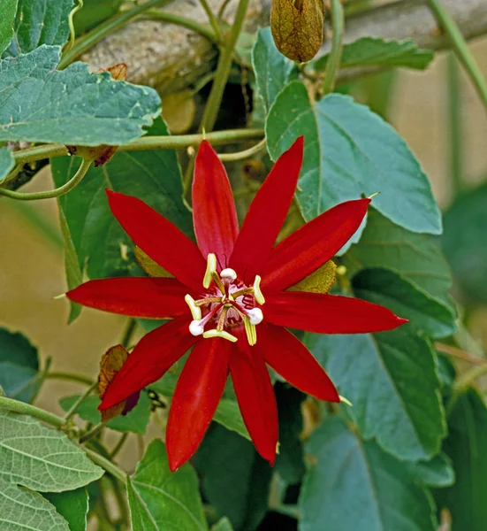 Close Colorido Passiflora Coccinea — Fotografia de Stock