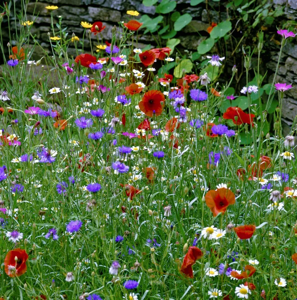 Colourful Wild Flower Meadow Poppies Daisies Cornflowers — Stock Photo, Image