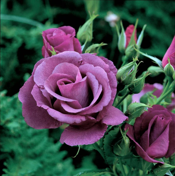 Close Rosa Rhapsody Blue — Fotografia de Stock